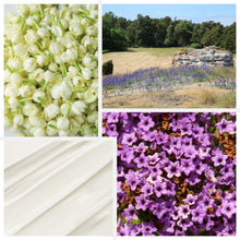 Ladda upp bild till gallerivisning, Doftstickor Gotlandsänge