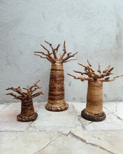 Ladda upp bild till gallerivisning, Baobabträd, mini
