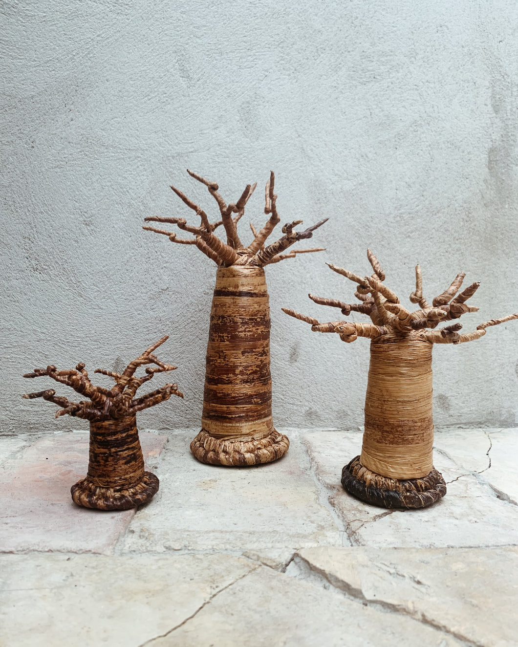 Baobabträd, mini